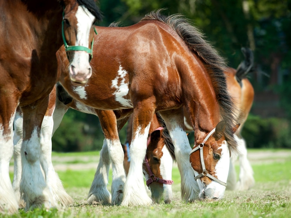 Clydesdales,Horse,Horses,Grazing,On,Pasture Animalife