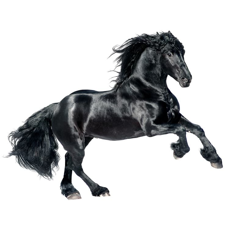 What are Friesian horses?
