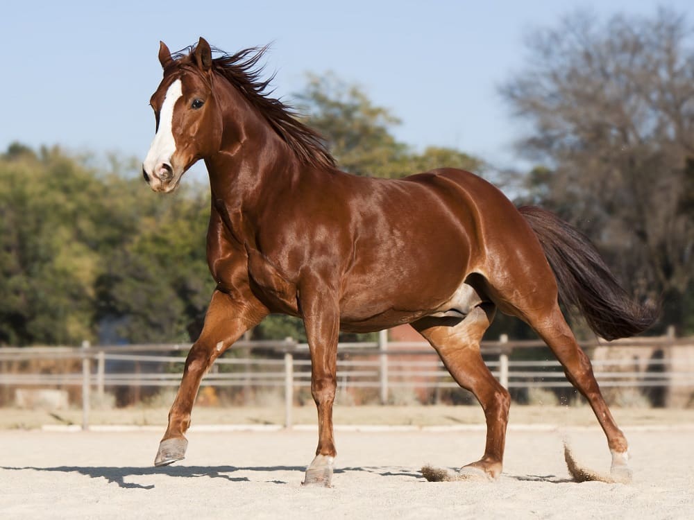 Quarter Horse (American Quarter Horse) Animalife