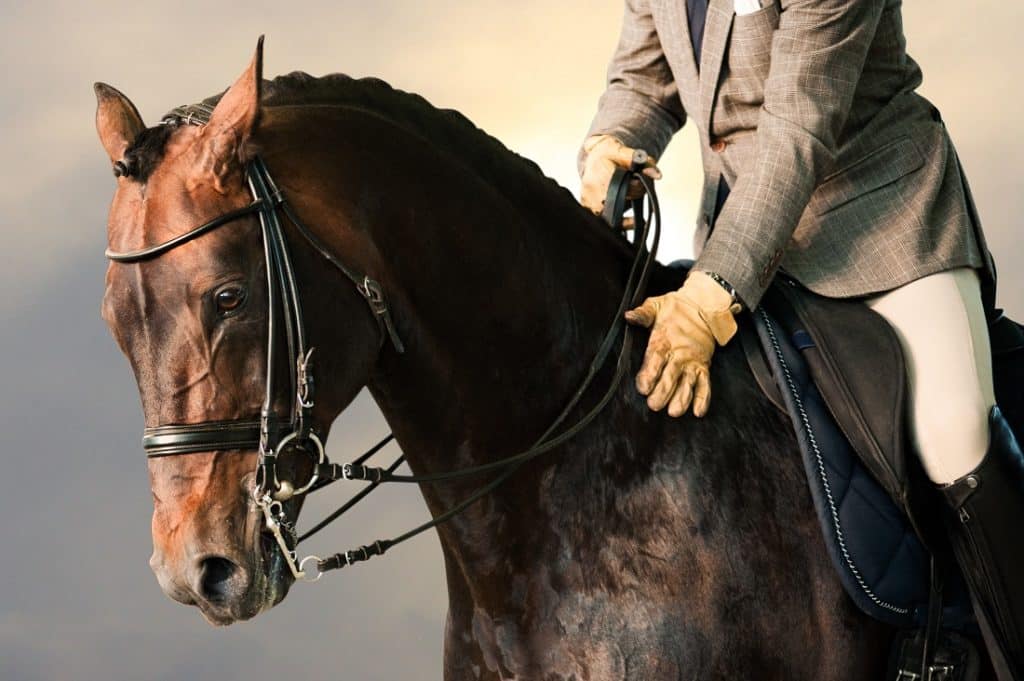 Dressage1 | Animalife