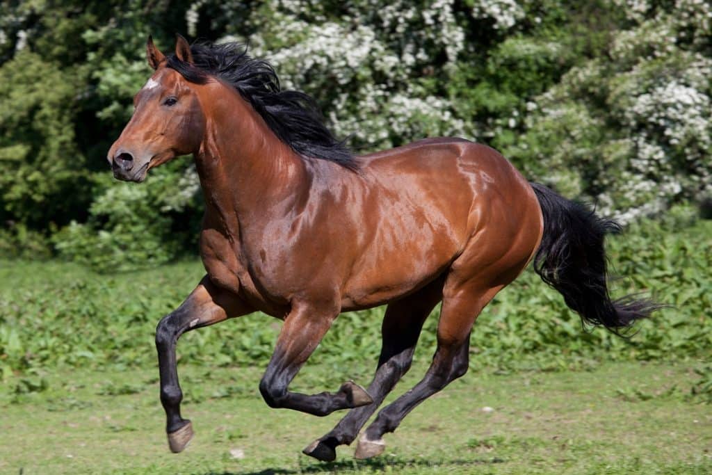 The best horse breeds for your lifestyle Animalife